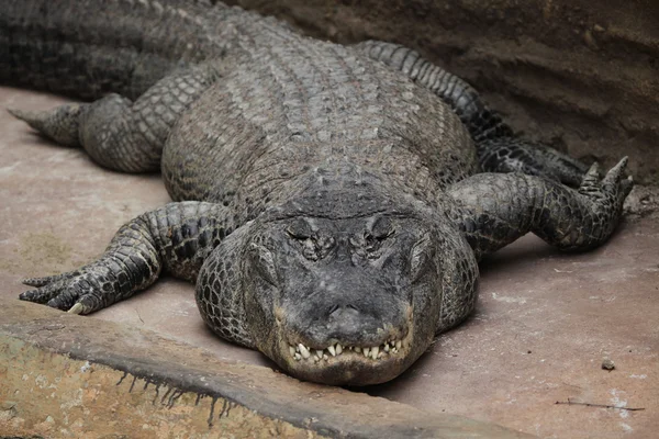 Wild Amerikaanse alligator — Stockfoto