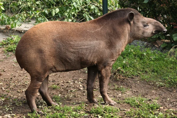 อเมริกาใต้ Tapir — ภาพถ่ายสต็อก