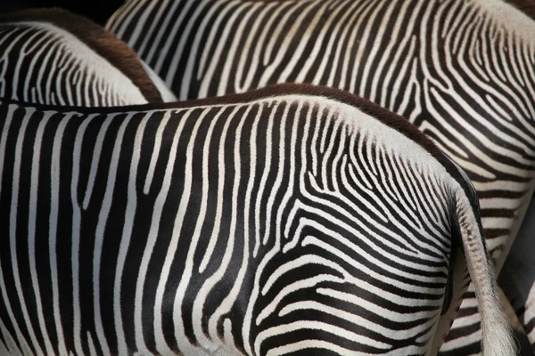 Wildschwein-Zebra — Stockfoto