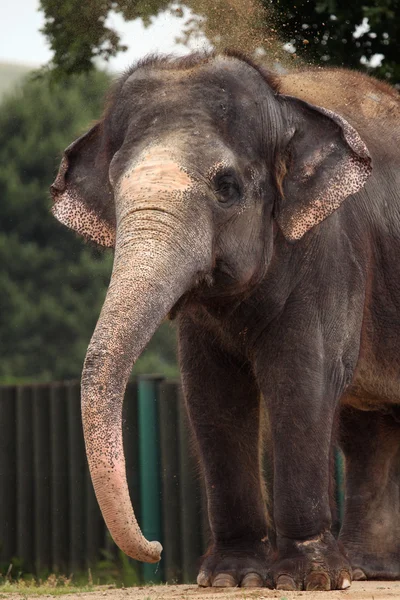 Indischer Elefant (elephas maximus indicus)). — Stockfoto