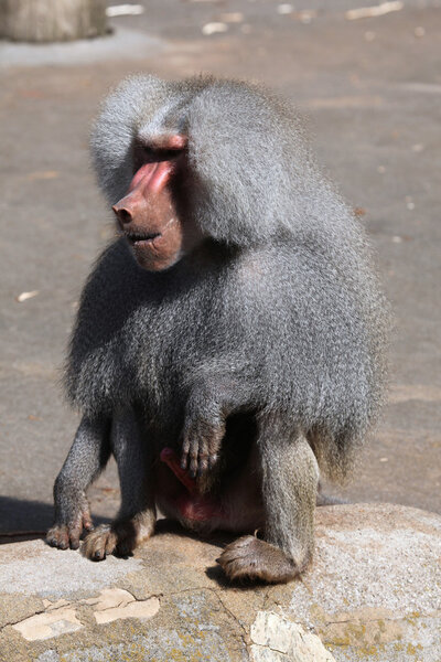 Wild Hamadryas baboon