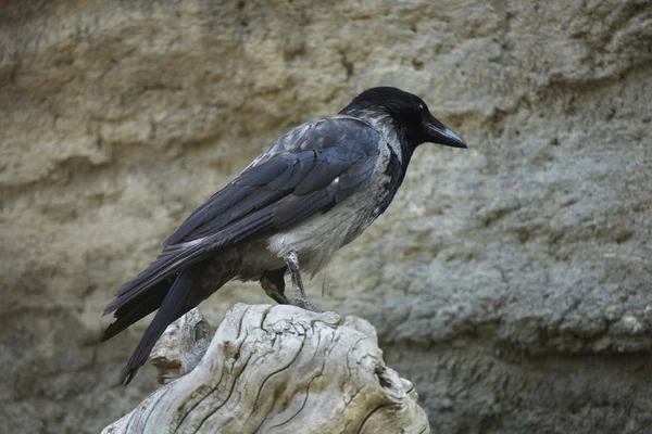 Selvaggio corvo incappucciato — Foto Stock