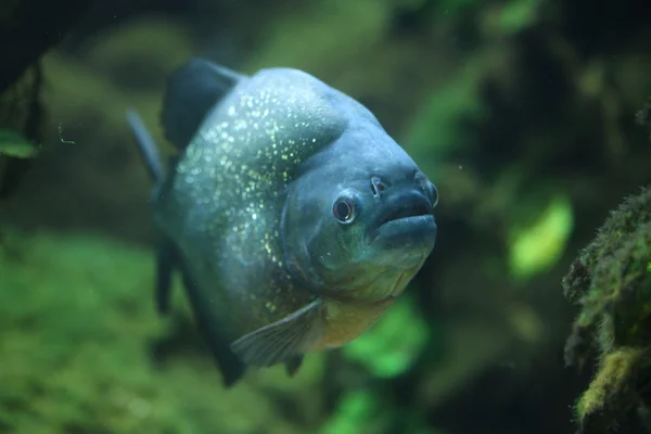 Wild Piranha (Pygocentrus piraya) — Stock Photo, Image