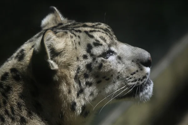 Leopardo da neve selvagem — Fotografia de Stock