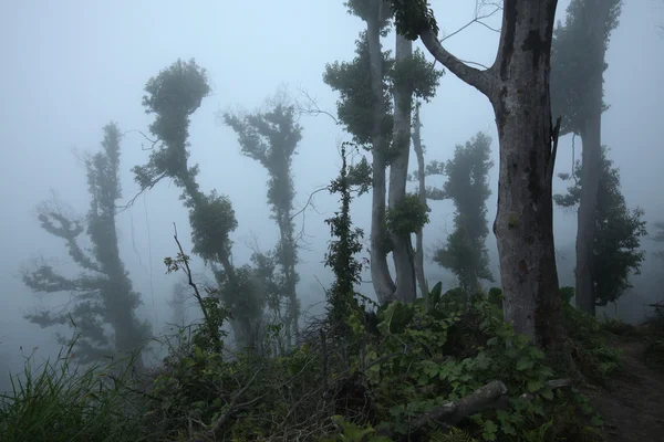 Bosque tropical, Monte Merapi —  Fotos de Stock