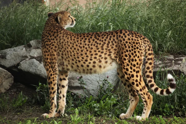 Wild Cheetah (Acinonyx jubatus). — Stock Photo, Image