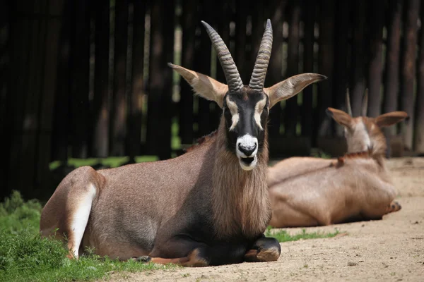 Dziki Roan antelope — Zdjęcie stockowe