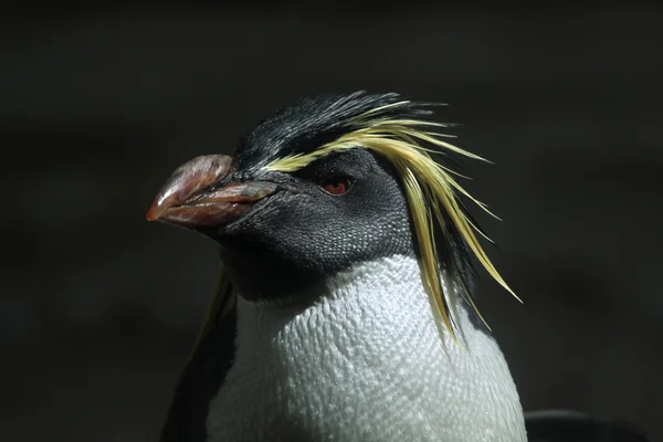 Northern rockhopper penguin — Stock Photo, Image