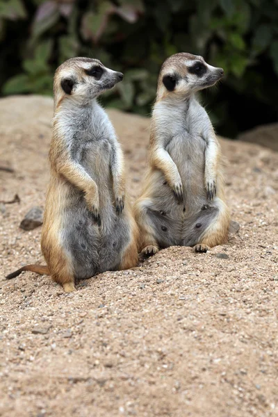 Meerkats selvatici da vicino — Foto Stock