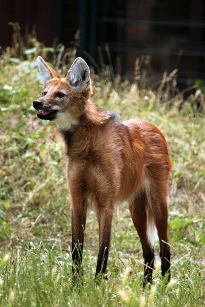 Lobo-guará selvagem — Fotografia de Stock