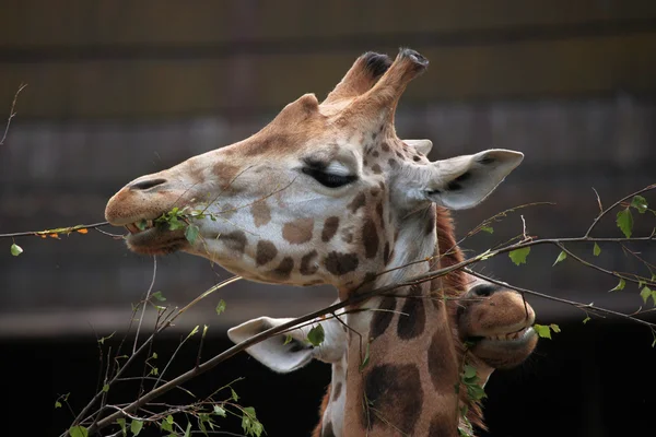 Дикі Ротшильд giraffe — стокове фото