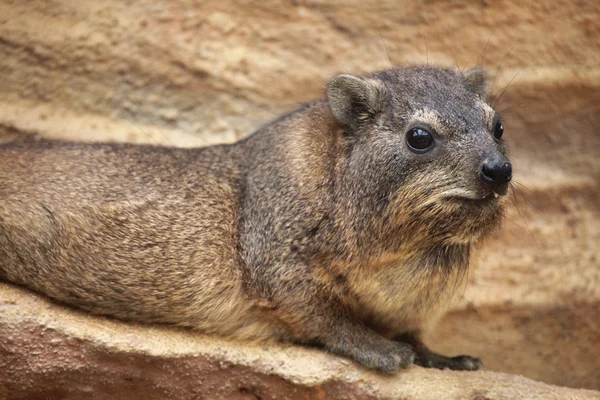 Wilde Felsenhyraxe — Stockfoto