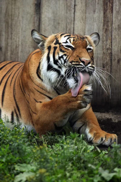 Wild Malayan tiger — Stock Photo, Image