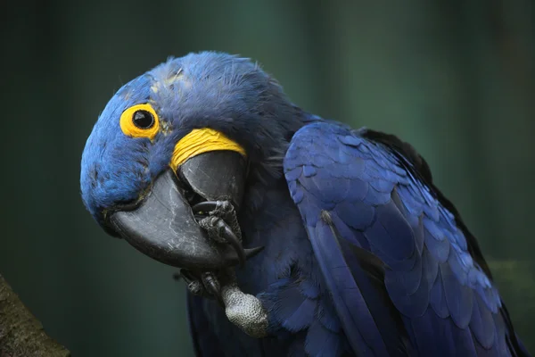 Wild Hyacinth macaw — Stock Photo, Image