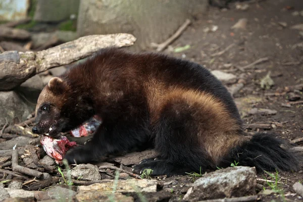 Wild Wolverine sitting — Stock Photo, Image