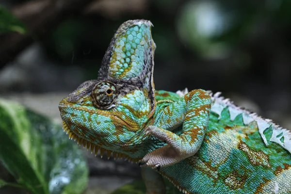 Wild Veiled chameleon — Stock Photo, Image