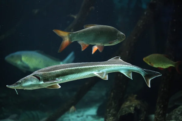 Wild Sterlet and rudd — Stock Image Wild Sterlet and rudd Stock Image