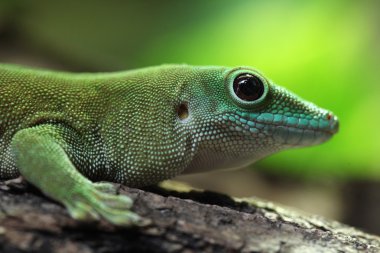 Vahşi Koch postülatlarını dev gün gecko