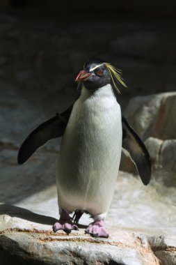 Vahşi Kuzey rockhopper penguen