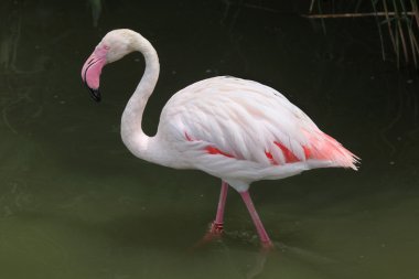 Vahşi büyük Flamingo