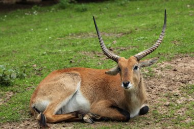 Vahşi lechwe hayvan