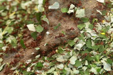 Vahşi Leafcutter karıncalar