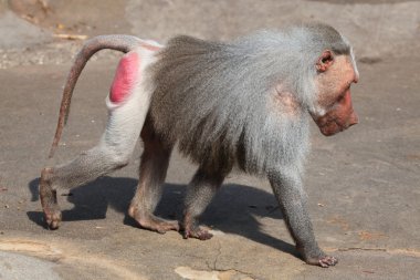 Vahşi Hamadryas babunu