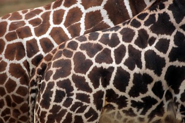Wild Rothschild's giraffe clipart