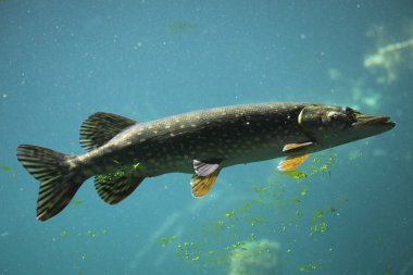 Vahşi Kuzey pike