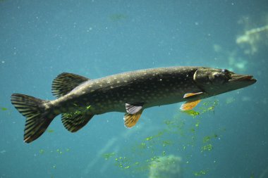 Wild Northern pike clipart