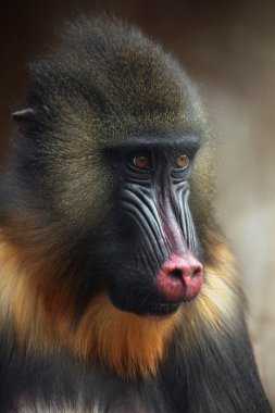Vahşi Mandrill'di hayvan