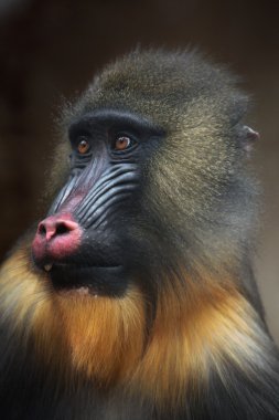 Vahşi Mandrill'di hayvan