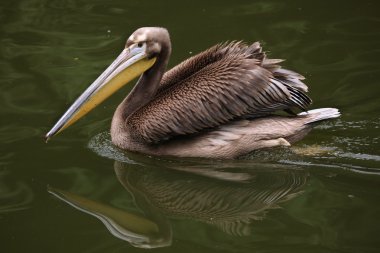 Vahşi Pelikan hayvan