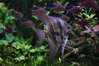 Vahşi angelfish hayvan