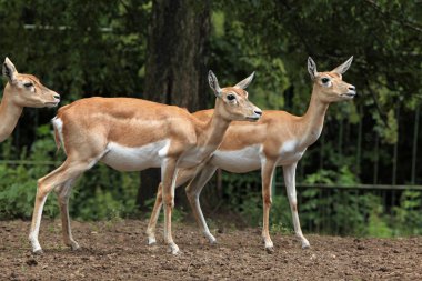Vahşi blackbuck hayvan