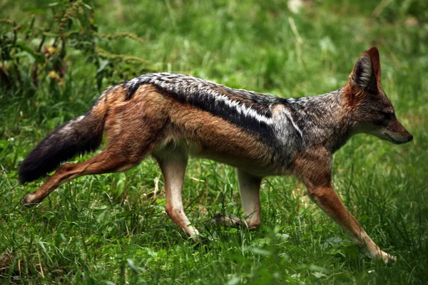 Animal chacal selvagem — Fotografia de Stock