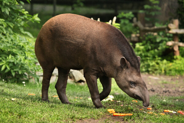 Wild South American tapir