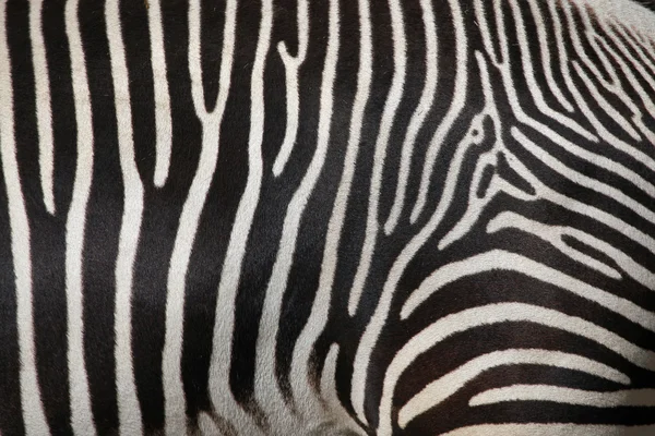 Wild Grevy's zebra as background — Stock Photo, Image