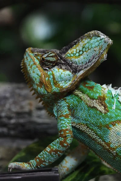 Camaleón salvaje velado — Foto de Stock