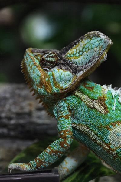 Wild Veiled chameleon