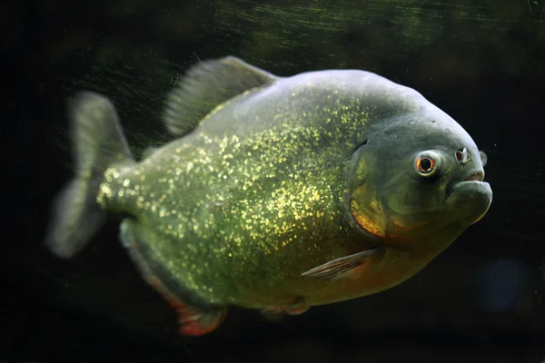 Wilde rode-bellied piranha — Stockfoto