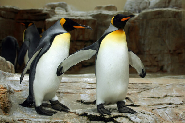 Wild King penguin (Aptenodytes patagonicus). Wild life animal.