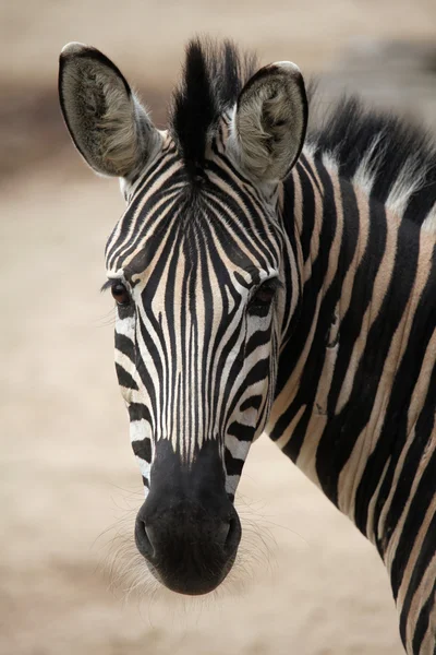 Wild zebra  animal — Stock Photo, Image
