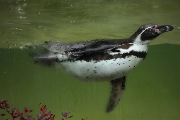 Wild pinguïn dier — Stockfoto