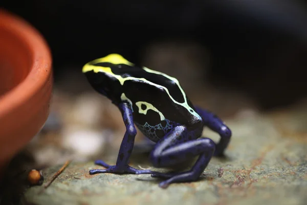 Rana silvestre — Foto de Stock