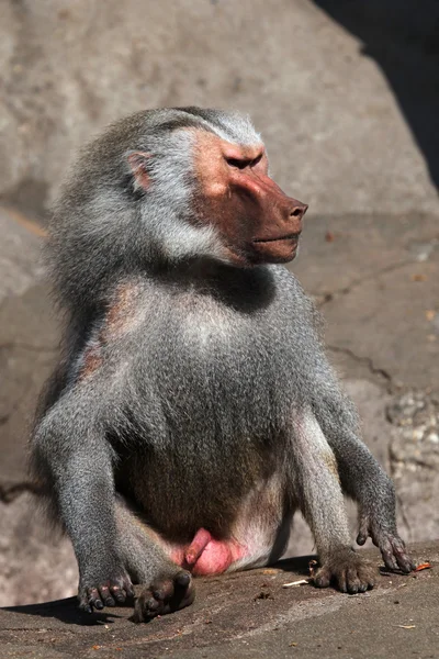 Babbuino selvatico di Hamadryas — Foto Stock