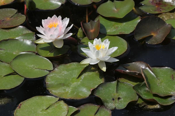 Stjärna lotus i vatten — Stockfoto