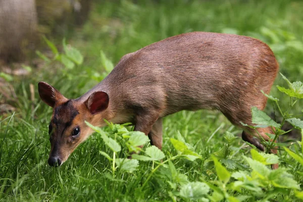 Animais selvagens muntjac — Fotografia de Stock