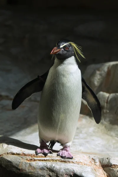 Wild Northern rockhopper penguin — Stock Photo, Image