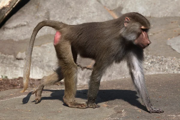 Babuino de Hamadryas salvaje — Foto de Stock